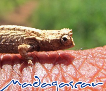 Aventures à Madagascar